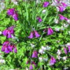 Sabellilja Gladiolus illyricus (Lulja ilire)